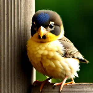 Wild Hawk with Piercing Yellow Eyes Soaring