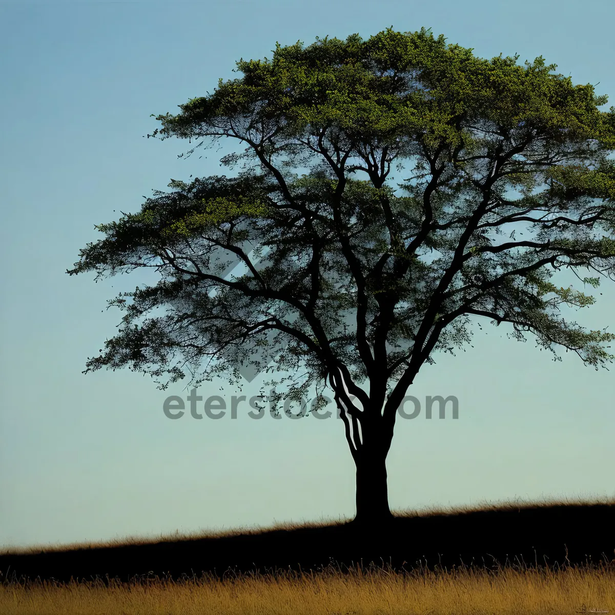 Picture of Serene Summer Oak Tree Under Sunny Sky