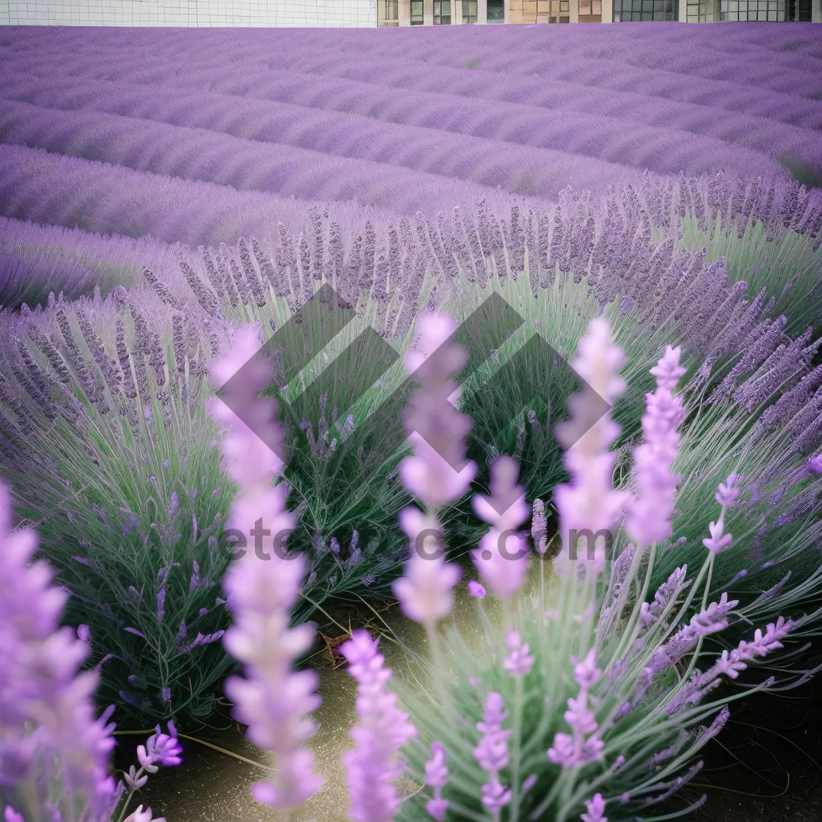 Picture of Vibrant Lavender Blooms in Flower Field