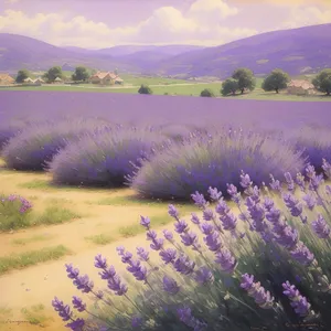 Serene Lavender Meadow beneath Majestic Mountains