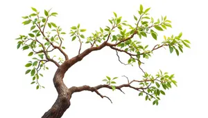 Silhouette of tree branches against summer forest backdrop