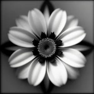 Vibrant Daisy Blossom in a Summer Meadow