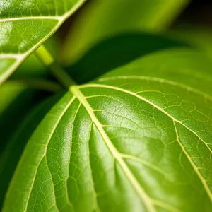 Vibrant Foliage in a Fresh Garden