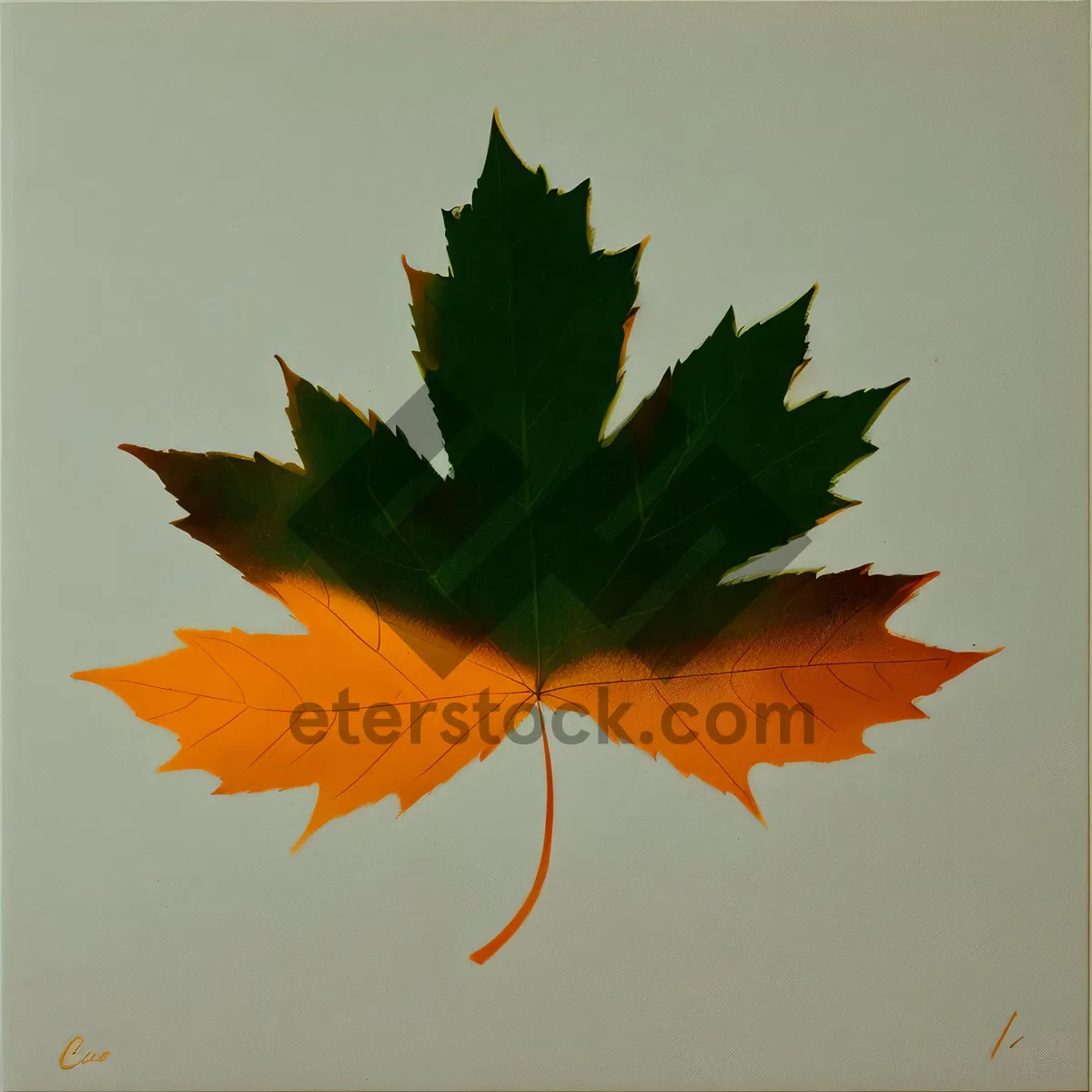 Picture of Vibrant Autumn Maple Leaf: A Colorful Fall Foliage Decoration