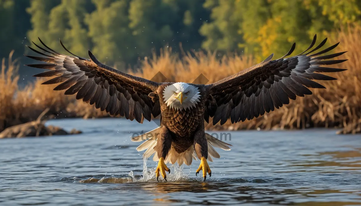 Picture of Bald Eagle in Flight, Majestic Predator of the Skies