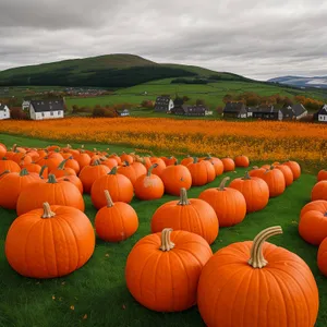 Autumn Harvest Pumpkin, Festive Seasonal Decoration