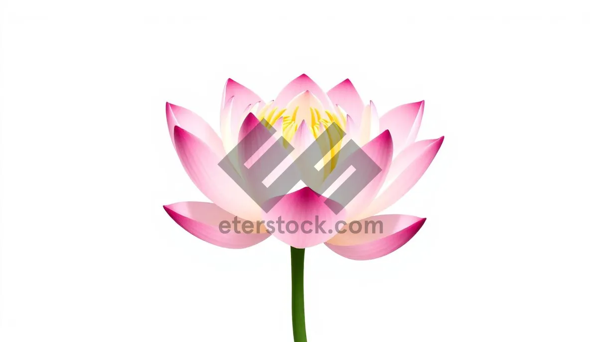 Picture of Bright Spring Floral Bouquet Pink Lotus Flower