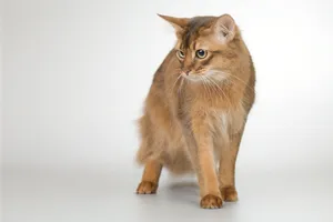 Cute Kitty with Gray Striped Fur and Whiskers