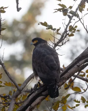 Wild Falcon Gazing with Piercing Eye