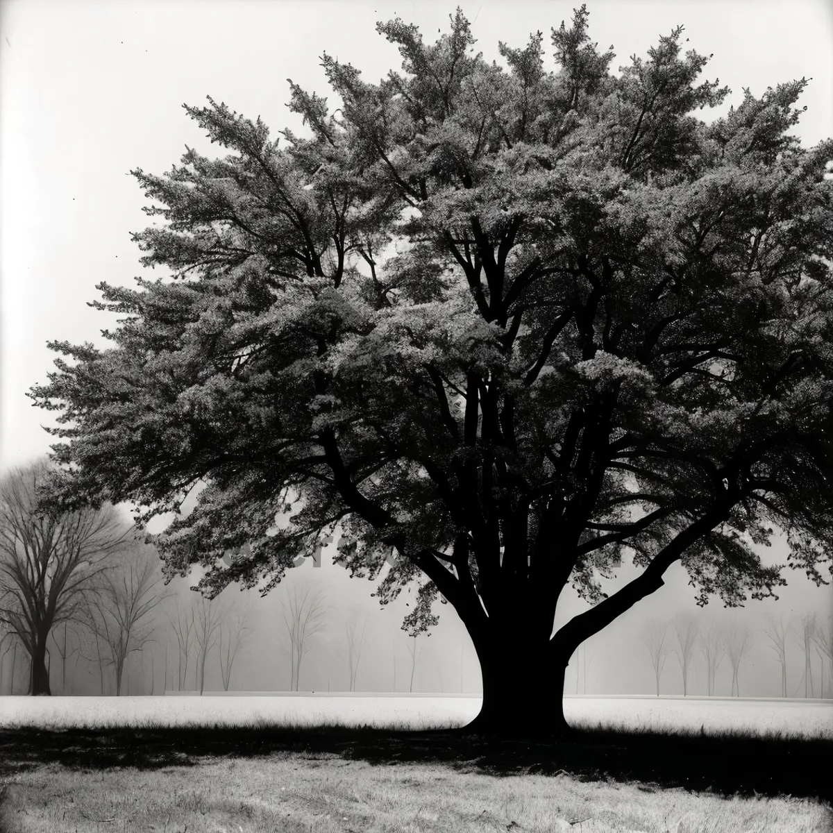 Picture of Rural Oak Tree in Scenic Landscape