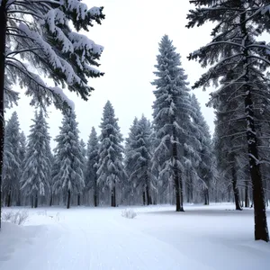 Winter Wonderland: Snowy Park Landscape with Frosty Trees