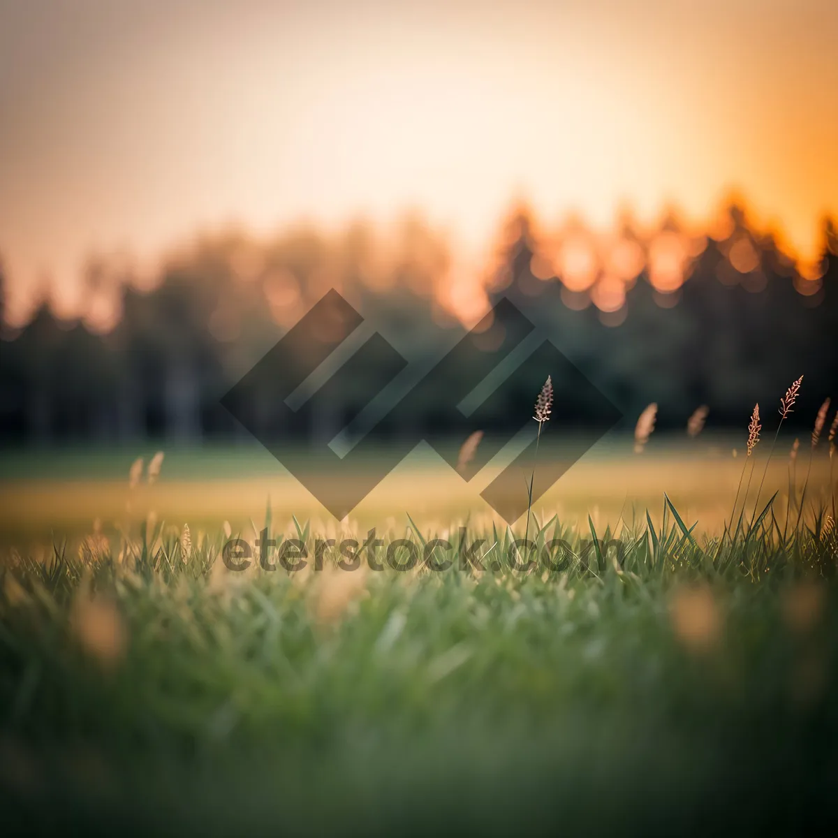 Picture of Sunny Rural Farm Landscape with Rolling Wheat Fields