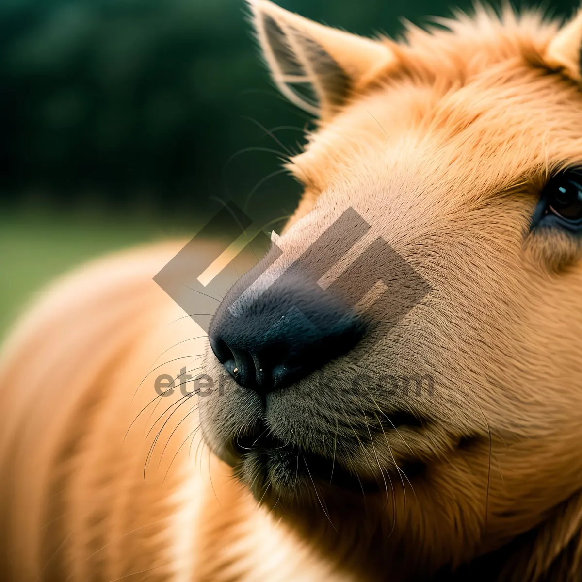 Picture of Adorable Golden Retriever Puppy in the Grass