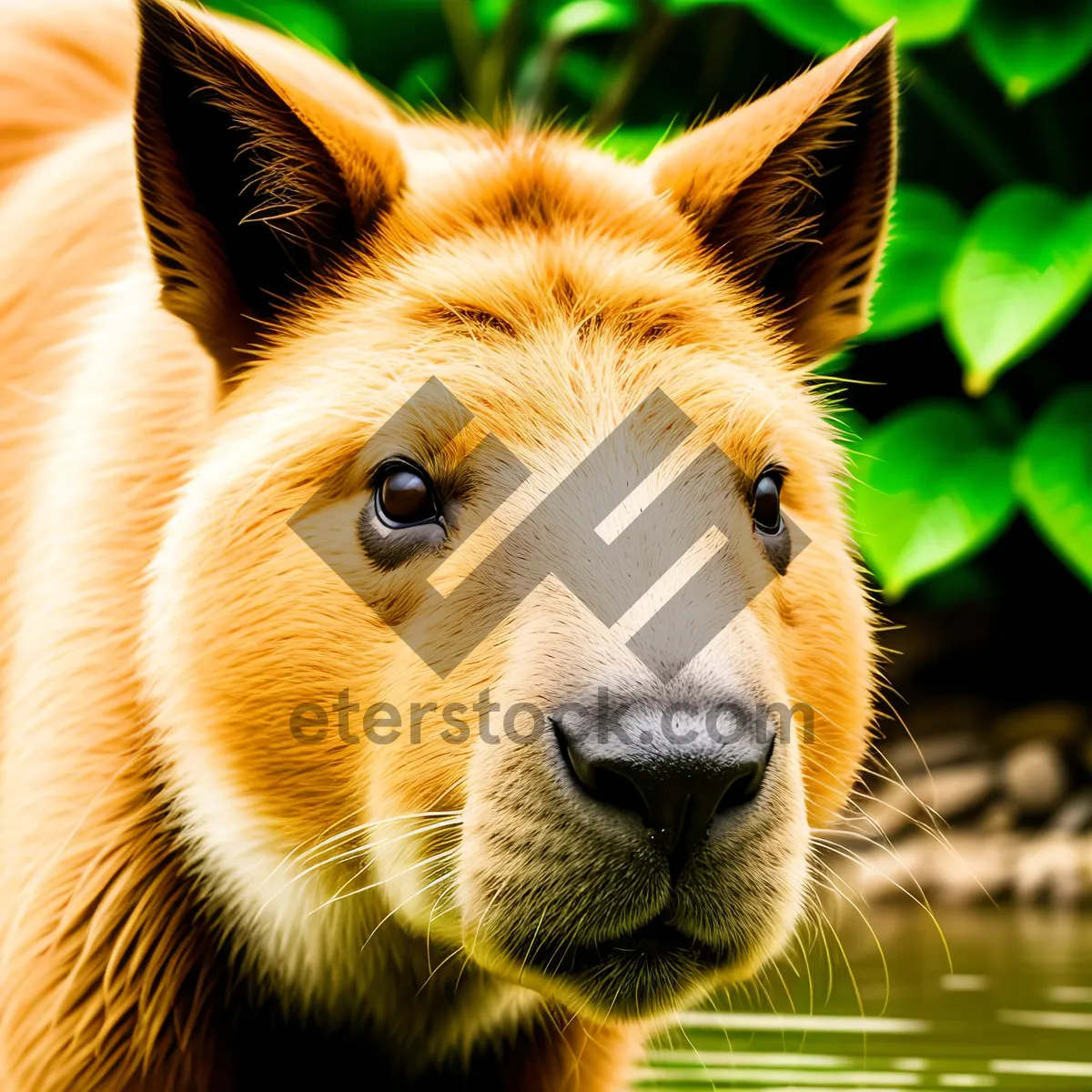 Picture of Cute Brown Horse Grazing on Green Grass