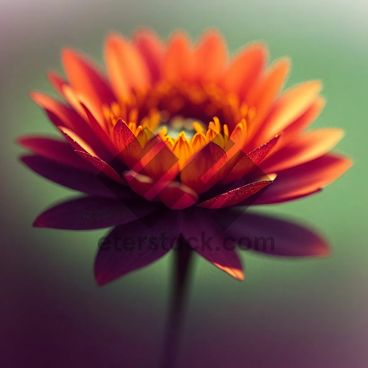 Picture of Bright Pink Lotus Blossom in Summer Garden