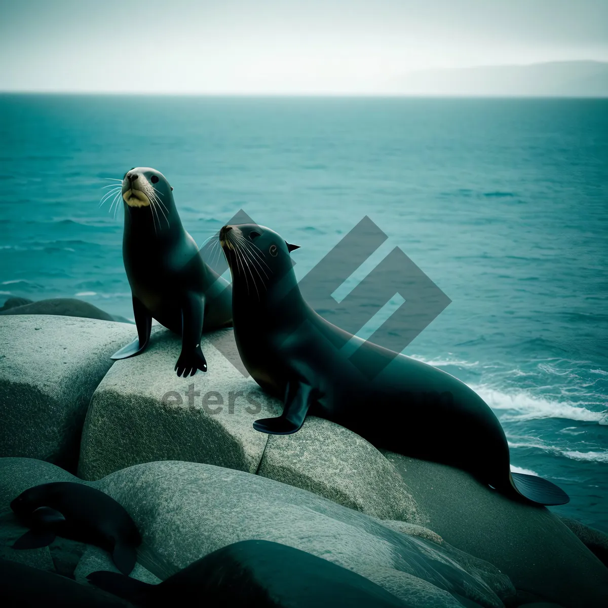 Picture of Arctic Sea Lion Basking on Sandy Beach