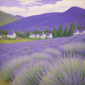 Serene Lavender Fields in Bloom