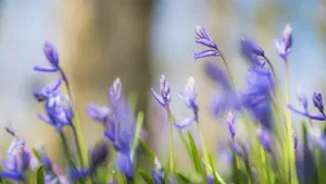 Vibrant lavender blooms in beautiful spring garden setting