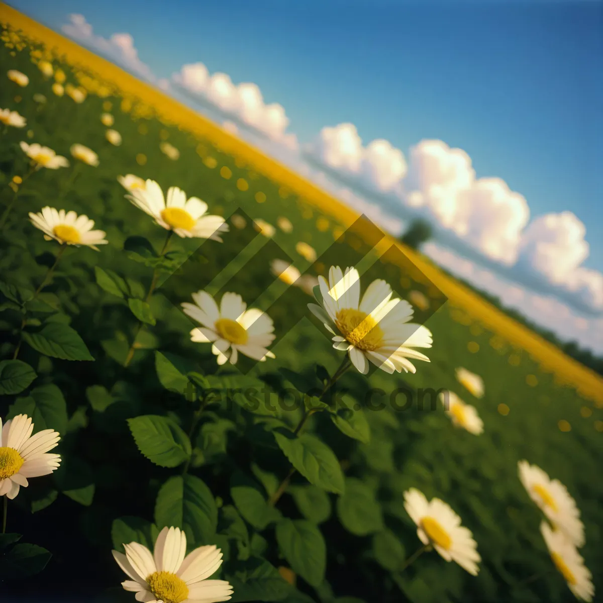 Picture of Yellow daisies in a summer meadow.