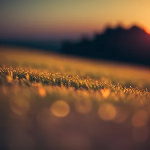 Golden Horizon: Captivating Sunset Over Summer Landscape