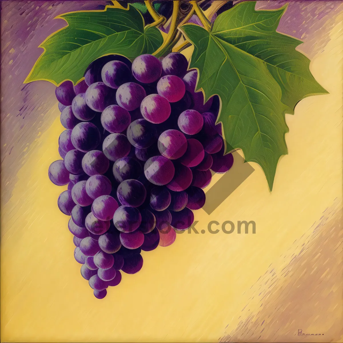 Picture of Autumn Harvest: Purple Concord Grapes at Vineyard