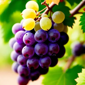 Juicy Autumn Harvest: Organic Purple Grape Cluster