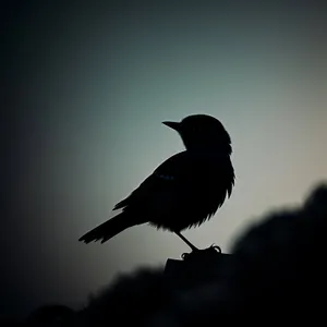 Wild Magpie Bird in Flight with Striking Feathered Wings