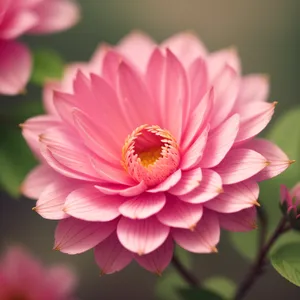 Pink Daisy Blossom in Full Bloom