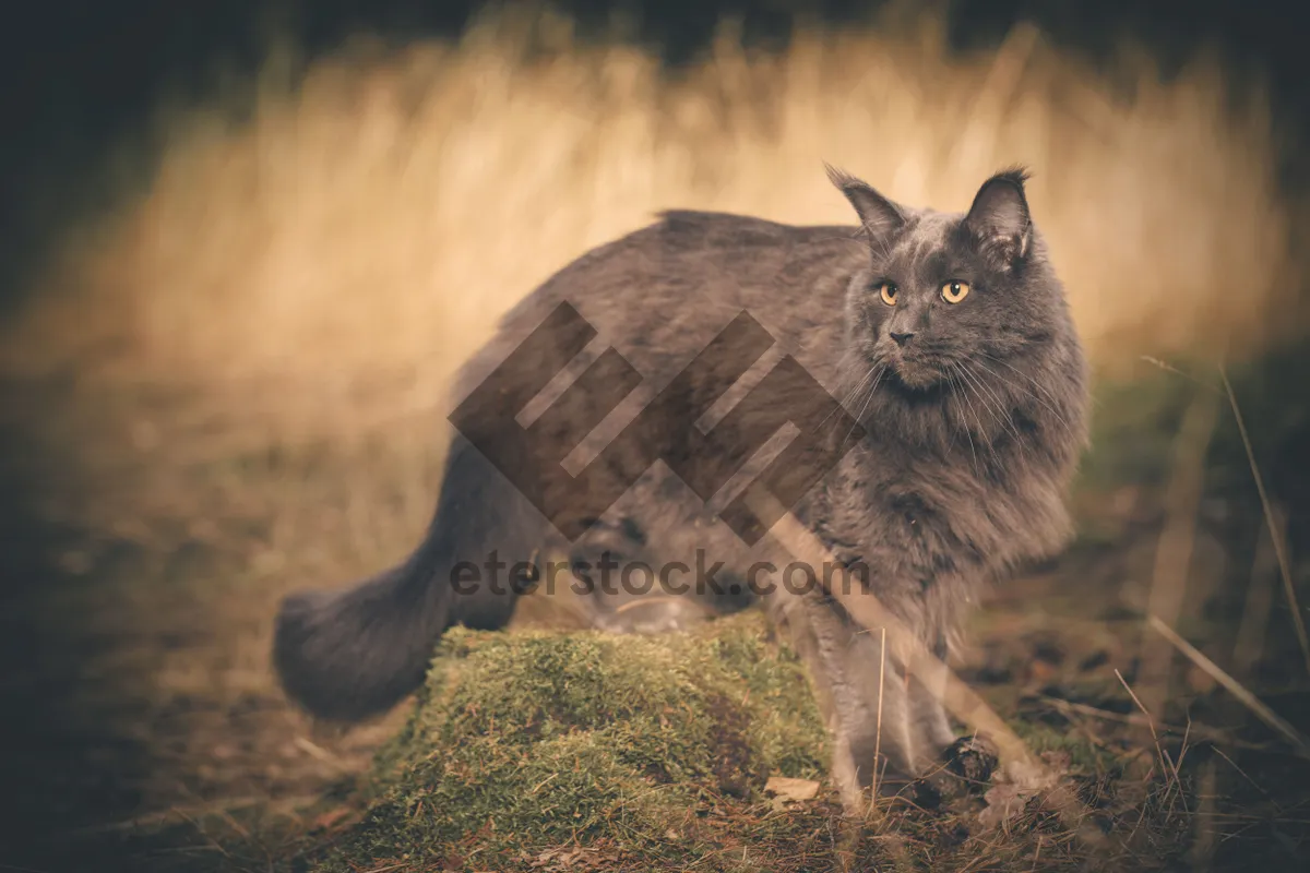 Picture of Fluffy Gray Kitten with Curious Eyes