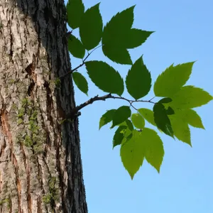 Lush Oak Tree Branch in Park