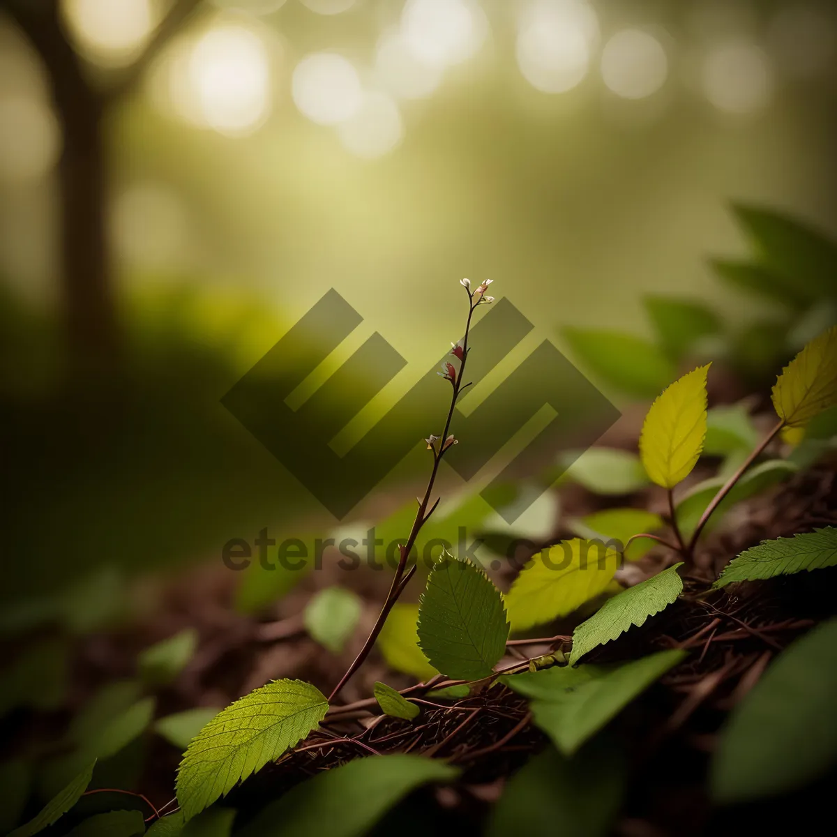 Picture of Vibrant Cassia Leaves in a Forest