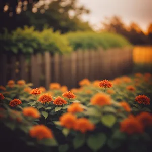 Vibrant Blooms in a Blossoming Meadow