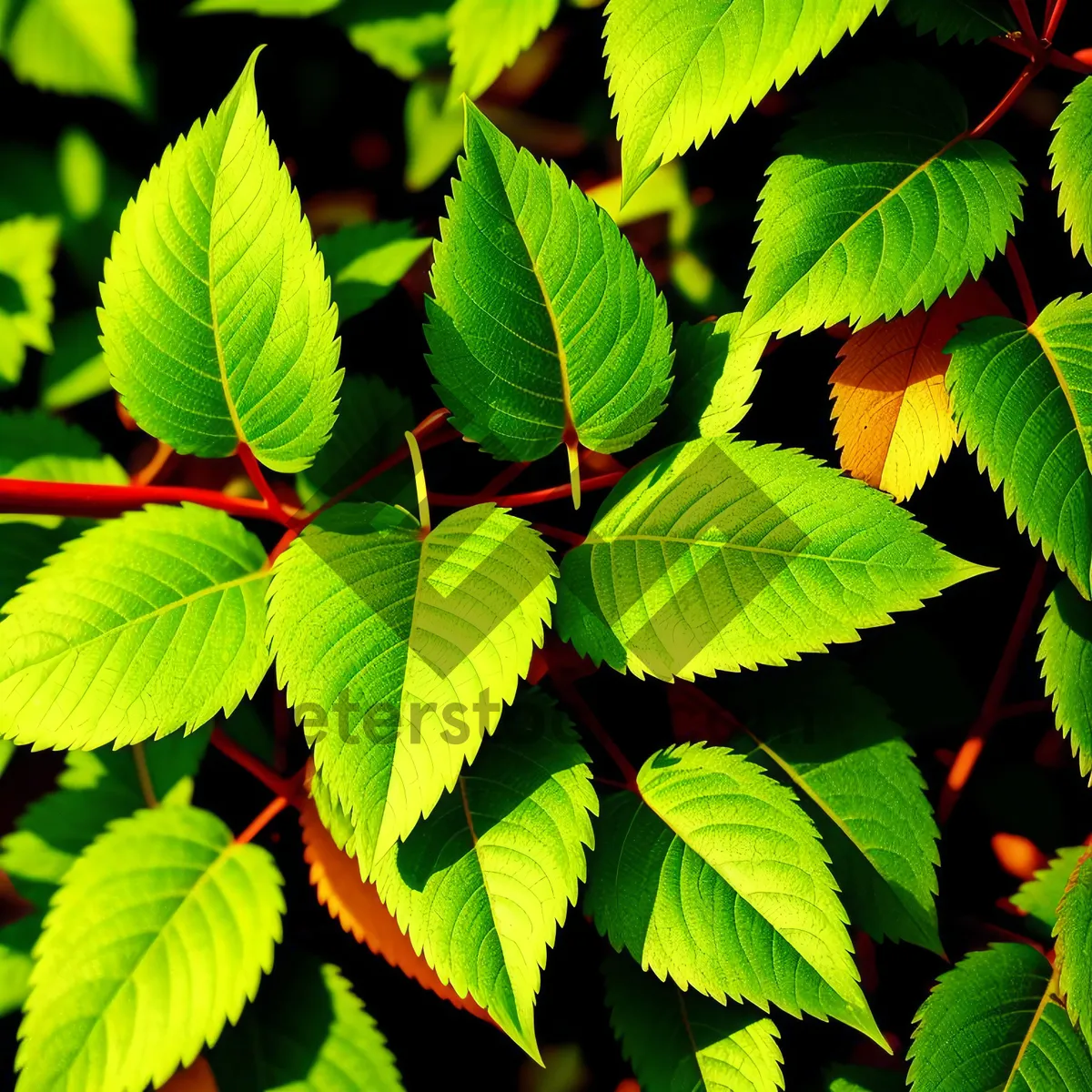 Picture of Lush Sumac Leaves in Sunlit Forest