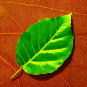 Fresh Herb with Vibrant Green Leaves in Garden