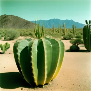 Fresh Agave Plant - Healthy Desert Greenery