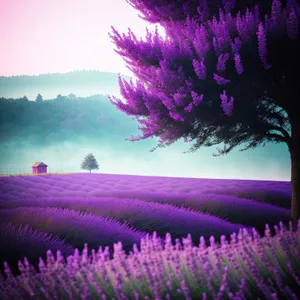 Vibrant Lavender Heath Blooming Under Colorful Sky