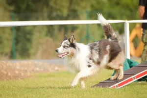 Adorable Border Collie Puppy on Grassy Field