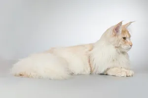 Fluffy White Cat Studio Portrait Cute Pet Photo