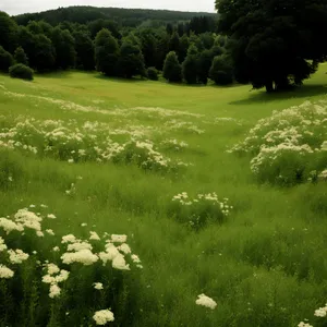 Serene Countryside Meadow with Towering Trees