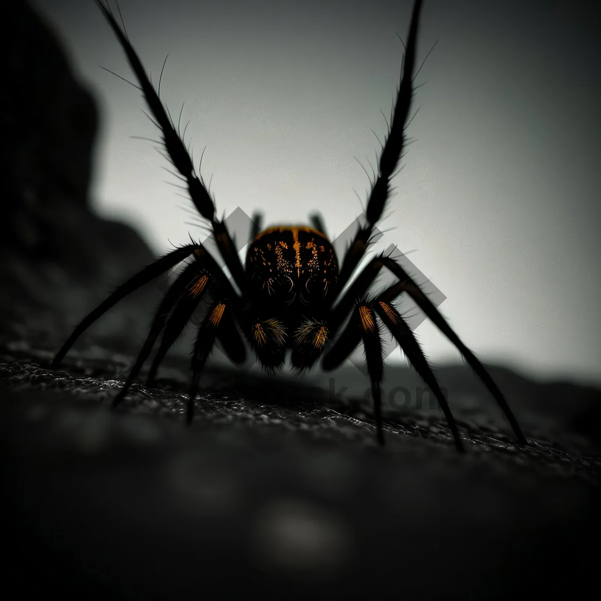 Picture of Black and Gold Garden Spider, a Majestic Arachnid Predator