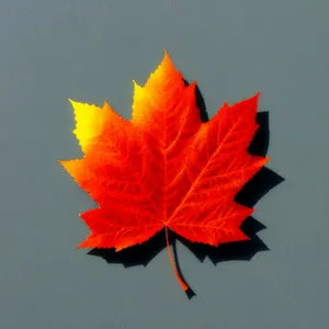 Vibrant Autumn Maple Leaf Decoration in Orange and Yellow