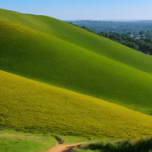 Sunny Summer Sky over Tree-lined Meadow