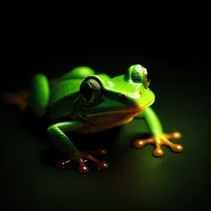 Vibrant-eyed Tree Frog in the Wild