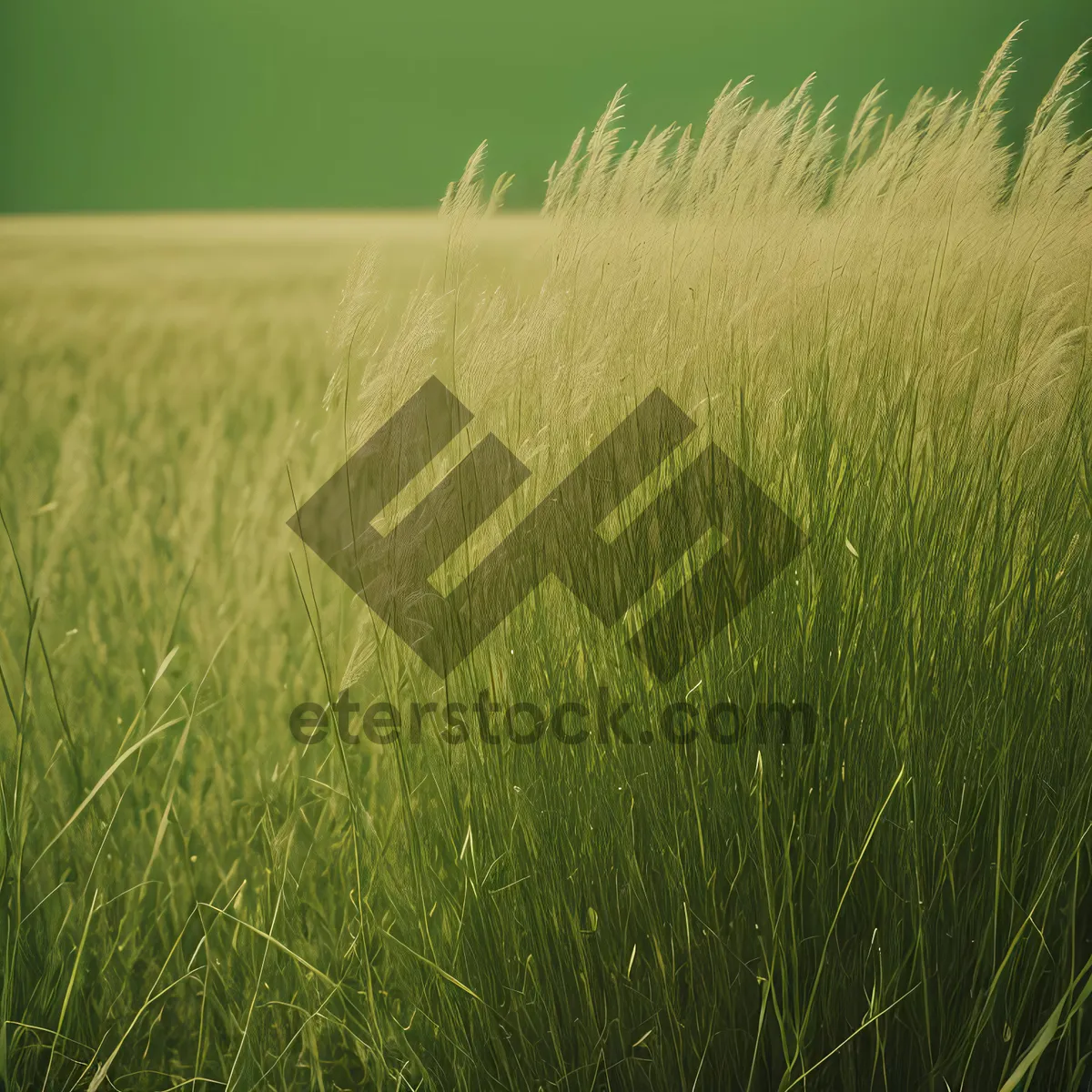 Picture of Lush Wheat Field in Vibrant Summer Landscape