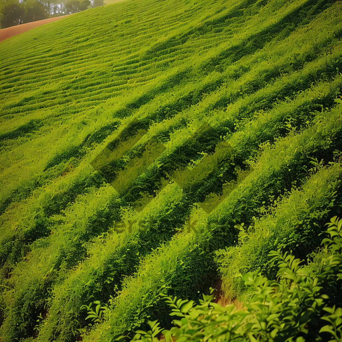 Picture of Vibrant Hillside Farm in Rural Landscape