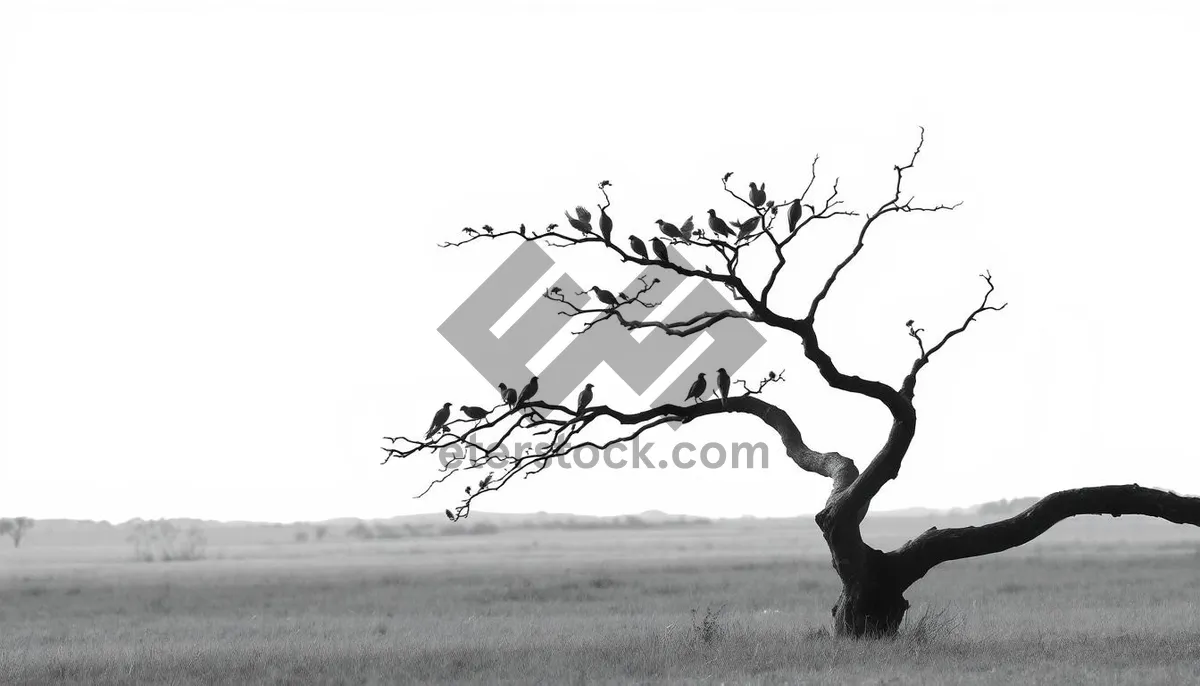 Picture of Silhouette of deer under the sky among trees