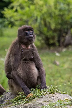 Primate family in natural forest habitat wildlife sanctuary