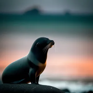 Arctic Seabird gracefully gliding across the ocean