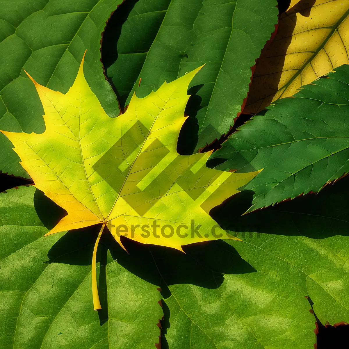 Picture of Vibrant Maple Leaves in a Serene Forest