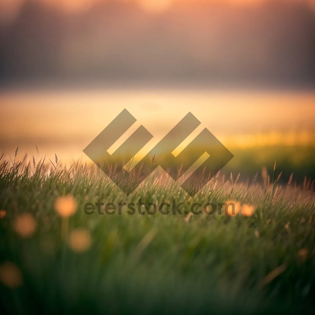 Picture of Sunny Rural Landscape with Wheat Fields and Blue Sky